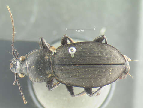 Imagem de Carabus (Carabus) vinctus (Weber 1801)