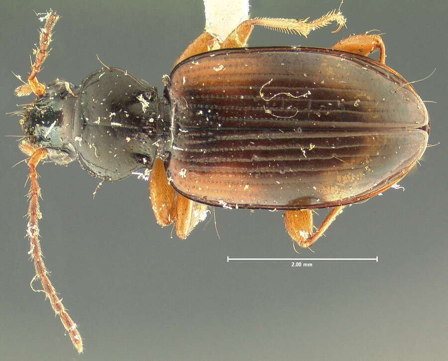 Image of Ground beetle