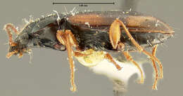 Image of Ground beetle