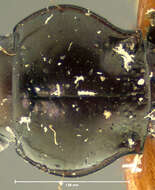 Image of Ground beetle