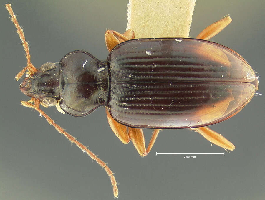 Bembidion (Asioperyphus) postremum Say 1830的圖片