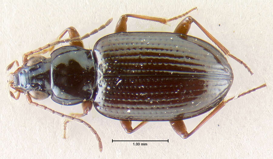 Image of Bembidion (Hirmoplataphus) nigrum Say 1823