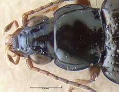 Image of Bembidion (Hirmoplataphus) nigrum Say 1823