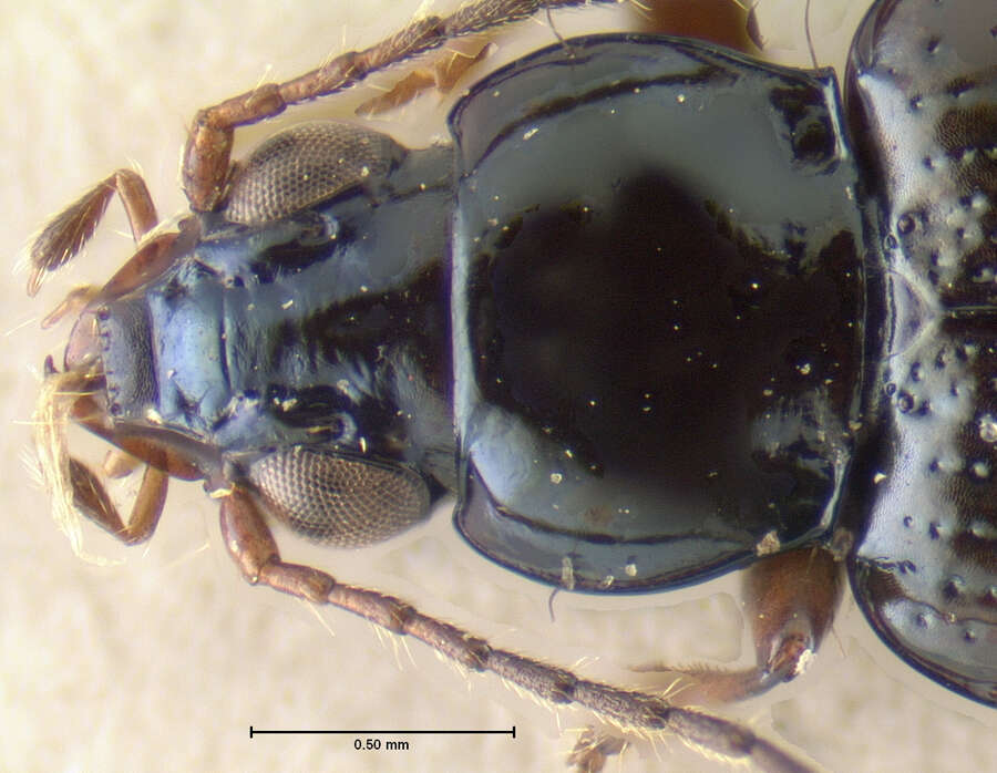 Image of Bembidion (Hirmoplataphus) nigrum Say 1823