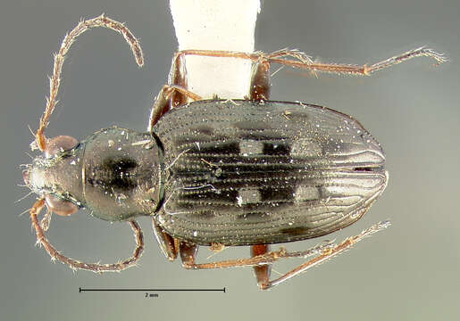 Image of Bembidion (Bracteon) inaequale Say 1823