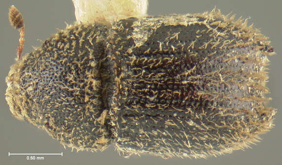 Image of Chaetophloeus hystrix Wood & Bright 1992