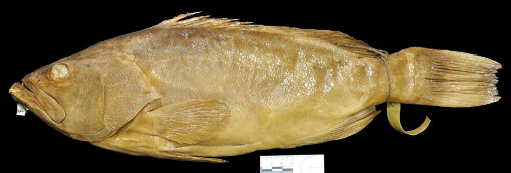 Image of Broom-tail Grouper