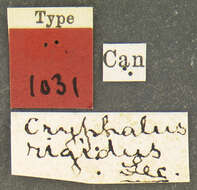 Sivun Cryphalus rigidus Le Conte 1876 kuva