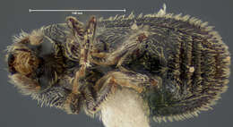 Image of Phloeotribus puberulus Le Conte 1879