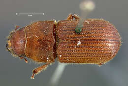 Image of Red Turpentine Beetle
