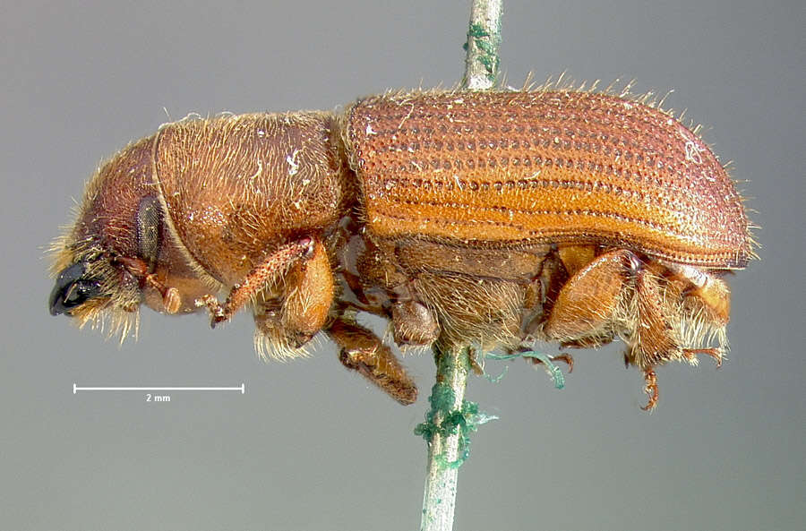 Image of Red Turpentine Beetle