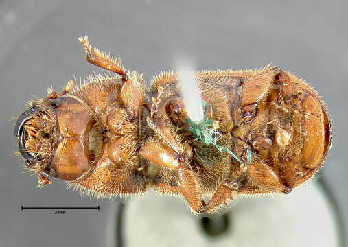 Image of Red Turpentine Beetle