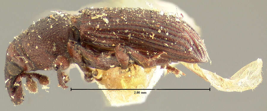 صورة Caulophilus pinguis Horn & G. H. 1873