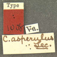 Image of Cryphalus asperulus Le Conte 1868