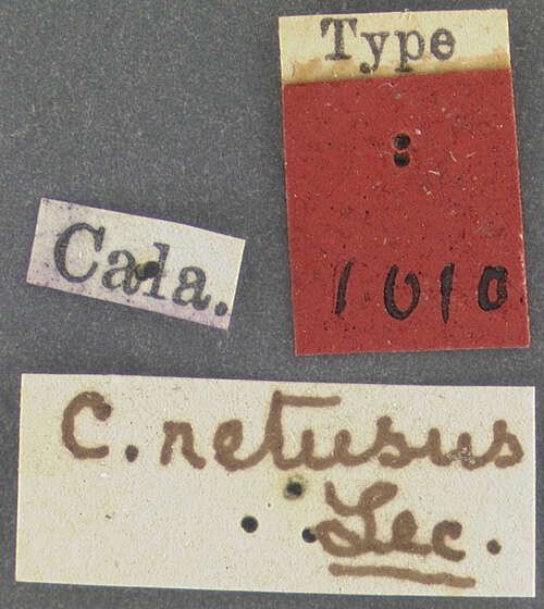 Sivun Cryphalus retusus Le Conte 1868 kuva