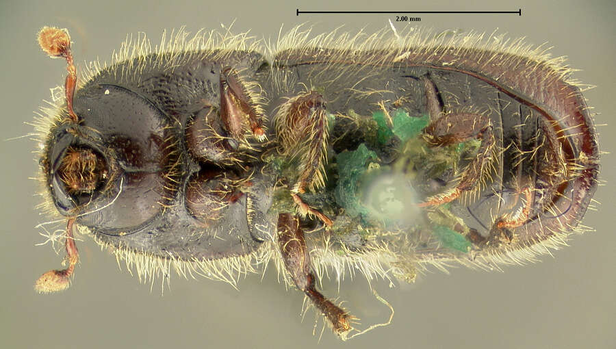 Image of Tomicus plastographus Le Conte 1868