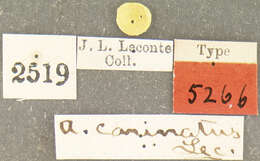 Image of Acalles carinatus Le Conte 1876
