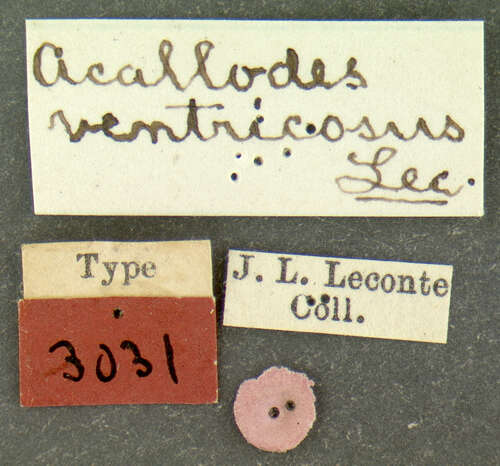 Acallodes ventricosus J. Lec. 1876 resmi