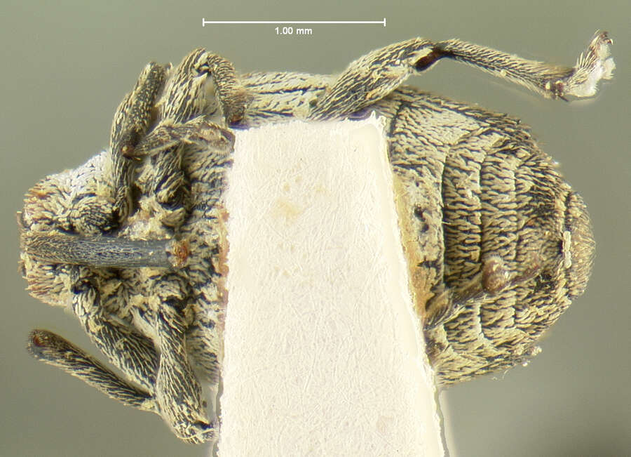 Imagem de <i>Ceutorhynchus subpubescens</i> LeConte