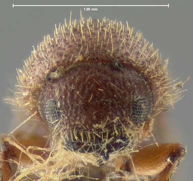 Imagem de Xyleborus pubescens Zimmermann 1868