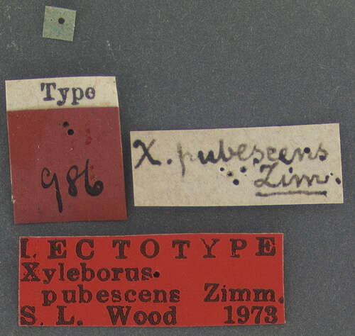 Image of Xyleborus pubescens Zimmermann 1868