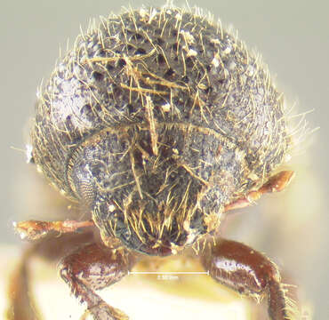 Image of Xyleborus obesus Le Conte 1868