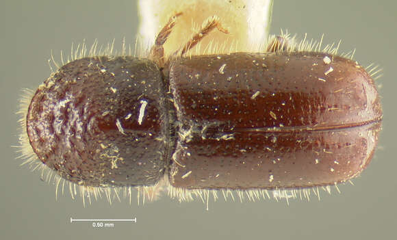 Image of Pityophthorus carinulatus Swaine & J. M. 1925