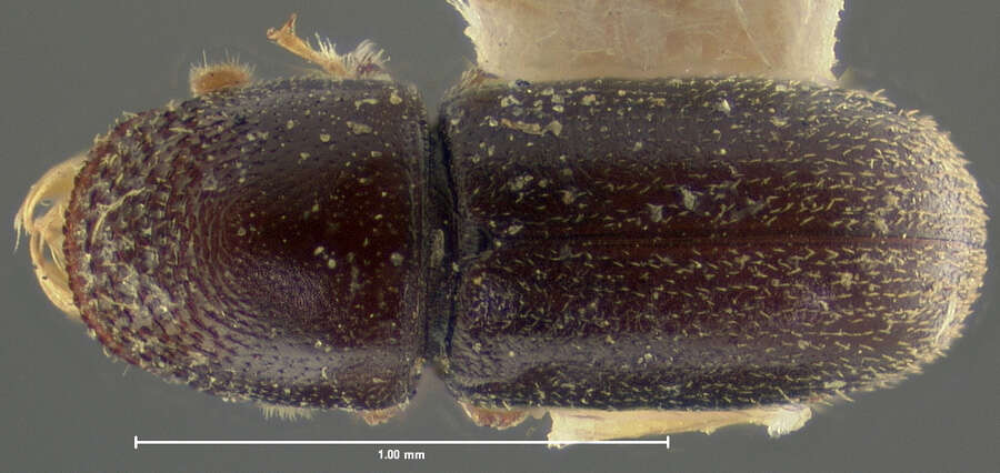 Image of Pseudopityophthorus minutissimus Swaine & J. M. 1918