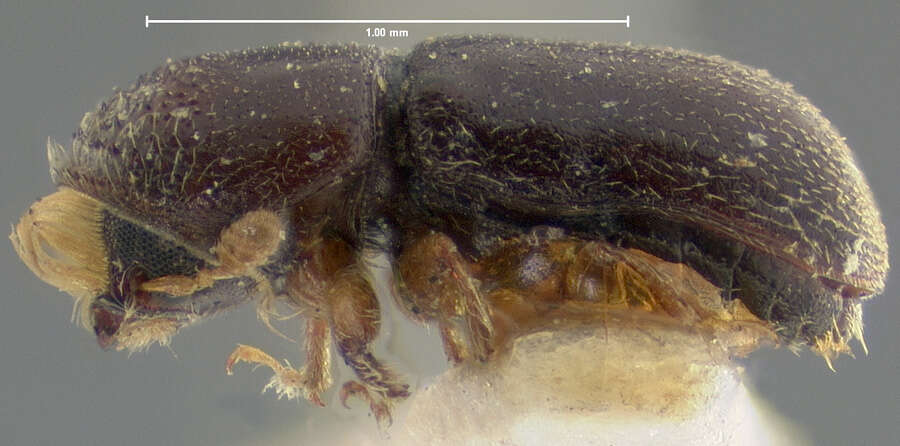 Image of Pseudopityophthorus minutissimus Swaine & J. M. 1918