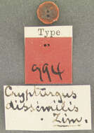 Image of Cryphalus dissimilis Wood & Bright 1992