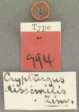 Image of Cryphalus dissimilis Wood & Bright 1992