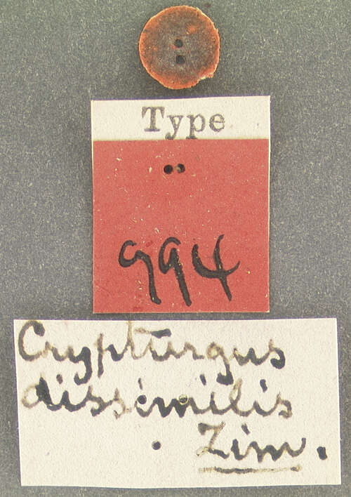 Image of Cryphalus dissimilis Wood & Bright 1992