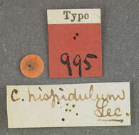 Sivun Cryphalus hispidulus Le Conte 1868 kuva