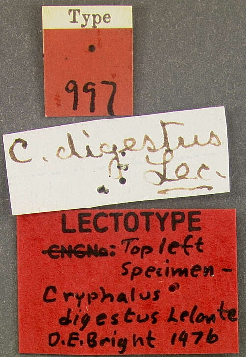 Image of Cryphalus digestus Le Conte 1874