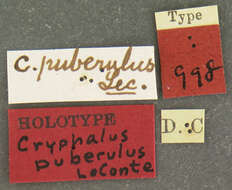 Sivun Cryphalus puberulus Le Conte 1868 kuva