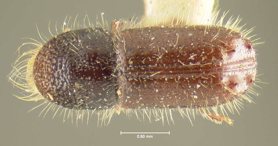 Image of Xyleborus sparsus Le Conte 1868