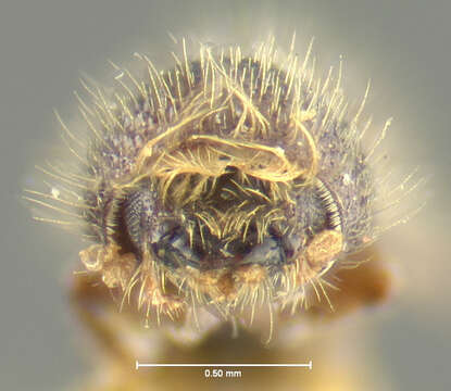 Image of Xyleborus sparsus Le Conte 1868