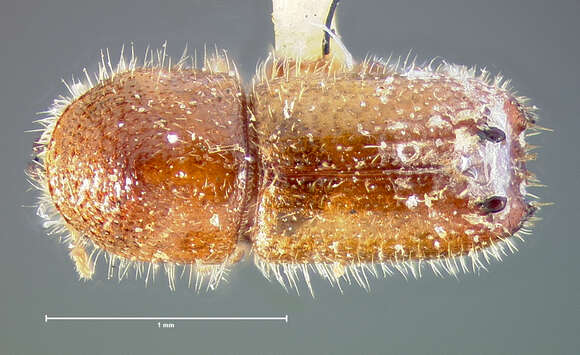 Image of Xyleborus plagiatus Le Conte 1868