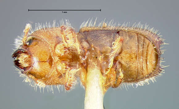 Image of Xyleborus plagiatus Le Conte 1868