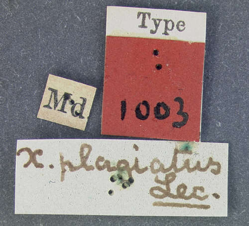 Image of Xyleborus plagiatus Le Conte 1868