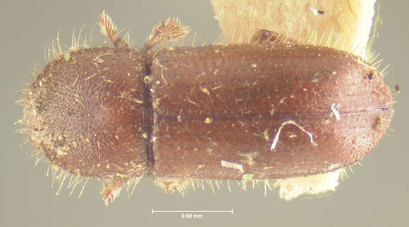 Sivun Xyleborus planicollis Zimmermann 1868 kuva