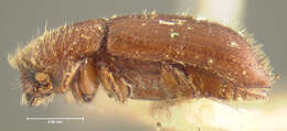 صورة Xyleborus planicollis Zimmermann 1868