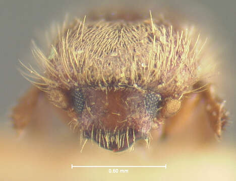 Image de Xyleborus planicollis Zimmermann 1868