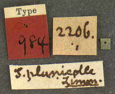 Sivun Xyleborus planicollis Zimmermann 1868 kuva