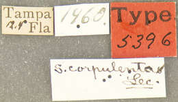 Image of Stethobaris corpulenta Le Conte & J. L. 1876