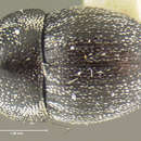 Image of Microcholus puncticollis Le Conte & J. L. 1876