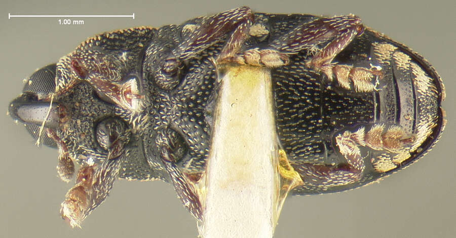 صورة Barilepton lutescens Le Conte & J. L. 1880