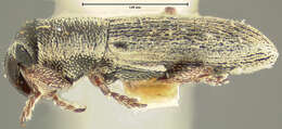 Sivun Barilepton filiforme Le Conte & J. L. 1876 kuva