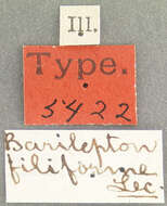 Image of Barilepton filiforme Le Conte & J. L. 1876