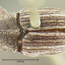 Centrinus laevirostris Le Conte & J. L. 1876的圖片